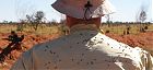 flies Tanami Track, Northern Territory